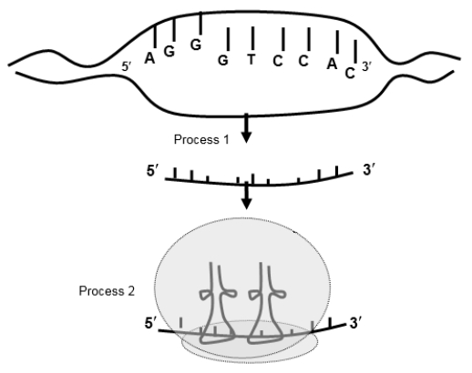 <strong>Use the following to answer questions -If the bottom strand of the DNA is the template, the tRNA anticodon sequence for the first RNA codon, left to right or 5' to 3', is:</strong> A) GGA. B) AUG. C) CAC. D) UCC. E) CCU.