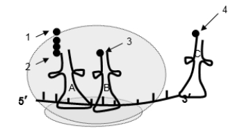 <strong>Use the following to answer questions : After the peptide bond forms, what will happen next?</strong> A) tRNA A will be carrying the polypeptide and it will shift to the P site. B) tRNA A will be carrying the polypeptide and it will shift to the A site. C) tRNA B will be carrying the polypeptide and it will shift to the P site. D) tRNA B will be carrying the polypeptide and it will shift to the A site. E) Ribosome disassembles to release the tRNAs and to allow new tRNA to enter.