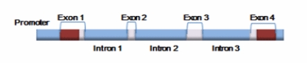 <strong>Given the figure below, within which of the following would the Shine-Dalgarno sequence be located? </strong> A) promoter B) exon 1 C) exon 4 D) intron 1 E) A 5ʹ untranslated region would not be present in this figure.