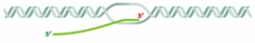 <strong>Which process is illustrated in the diagram below?  </strong> A) transcription B) translation C) RNA processing D) peplication E) nucleosome assembly <div style=padding-top: 35px> 