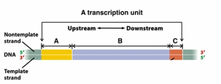 <strong>The following diagram represents a transcription unit.   Which region(s), A, B, and/or C, would be transcribed into an RNA transcript? (Select all that apply.)</strong> A) A B) B C) C <div style=padding-top: 35px> 