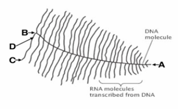 <strong>The following diagram represents the transcription unit and corresponding RNA transcripts as Christmas-tree-like structures captured in the electron micrograph.    - Which of the following statements CORRECTLY describes the reason as to why the transcription unit looks like a Christmas tree with different length of tree branches along the DNA tree trunk?</strong> A) Depending on where the transcription begins on the DNA template, different lengths of transcripts get generated. B) Each position on the DNA dictates the specific length of the RNA transcript generated from that particular position. C) The transcript randomly grows from the DNA without any particular reason. D) A single DNA can be transcribed many times continuously, and the RNA transcript gets longer as the transcription apparatus moves down the DNA. E) There is no known reason for the transcription unit to assume the Christmas-tree-like shape. <div style=padding-top: 35px> 