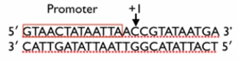 <strong>What is the RNA sequence transcribed from the DNA shown below?  </strong> A) 5ʹ-CCGTATAATGA-3ʹ B) 3ʹ-GGCATATTACT-5ʹ C) 5ʹ-GGCAUAUUACA-3ʹ D) 5ʹ-CCGUAUAAUGA-3ʹ E) 3ʹ-GGCAUAUUACU-5ʹ <div style=padding-top: 35px> 