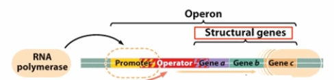 <strong>In prokaryotes, a group of genes that are usually transcribed following a specific stimulus is organized as an operon under a single shared promoter (Chapter 16; see the figure below). The result of the transcription of the genes in the presence of a stimulus would generate a:  </strong> A) crRNA. B) miRNA. C) polycistronic mRNA. D) rRNA. E) siRNA. <div style=padding-top: 35px> 