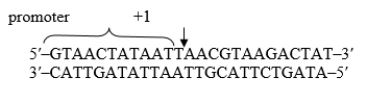 What is the RNA sequence transcribed from the DNA shown below?  <div style=padding-top: 35px> 
