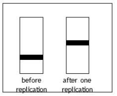 <strong>Suppose Meselson and Stahl had obtained the following results in their experiment. These results would be consistent with which model of replication? </strong> A) conservative replication only B) semiconservative and conservative replication C) semiconservative replication only D) dispersive replication only E) semiconservative and dispersive replication