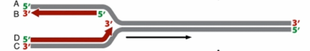 <strong>The diagram shown below is one half of a replication bubble. As the DNA template strands unwind towards the right, new strands of DNA get synthesized. Which of the following represents a lagging strand? </strong> A) A B) B C) C D) D E) There is no lagging strand in this diagram.