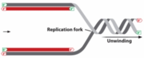 In the diagram below, the arrow indicates the direction of movement of a replication fork. a. Which strand, top or bottom, is the leading strand? Explain. b. On which strand, top or bottom, would you expect to find Okazaki fragments? Explain.