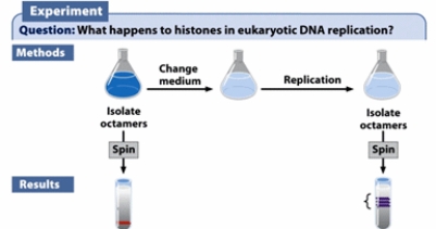 <strong>The radioactive labeling experiment similar to Meselson and Stahl's experiment was performed to determine what happens to histone proteins in eukaryotic DNA replication. Preexisting and newly synthesized histone proteins were labeled with radioactive isotopes of different atomic mass. Select the statement(s) that are consistent with the diagram shown. (Select all that apply.) </strong> A) The newly synthesized histone and preexisting histones exist separately and associate with a different pool of DNA. B) The newly synthesized histone and preexisting histones mix and form smeared bands, representing heterogeneous mixture. C) The newly synthesized histone only associates with newly synthesized DNA while the preexisting histone associates with the old DNA. D) The newly synthesized histone and preexisting histones tend to mix together and reassociate with DNA after each round of the replication. E) The preexisting histones tend to associate with newly synthesized DNA while the newly synthesized histone associates exclusively with the old DNA.