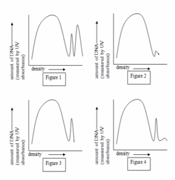 <strong>DNA can be isolated from cells, and the different types of DNA from the cell can be separated by density gradient centrifugation. The following figures show the density gradient centrifugation profiles for DNA isolated from four different cell types: plant, animal, wild-type yeast with a plasmid, and petite yeast. - Which figure has the DNA profile for the plant cell?</strong> A) 1 B) 2 C) 3 D) 4