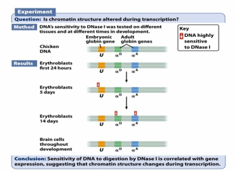 <strong>The classic experiment that examined DNAse I sensitivity of chicken embryonic DNA from different tissues and at different developmental stages shows that: (Select all that apply.) </strong> A) the chromatin structure changes in the course of development. B) the gene expression pattern changes during development. C) DNAse I sensitivity comes from sporadic mutations occurred during development. D) DNAse I sensitivity only occurs in chicken but in no other organisms.