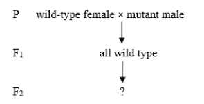 <strong>A new Drosophila phenotype is investigated with a series of crosses. P (parental) organisms are true-breeding. The following is the first cross: Which of the following CORRECTLY predict(s) the F<sub>2</sub> results, if the allele that causes the mutant phenotype is X-linked recessive? (Select all that apply.)</strong> A) 1/4 of the F<sub>2</sub> will be wild type and 3/4 will be mutant. B) 2/3 of the wild type will be female and 1/3 will be male. C) 1/2 of the F<sub>2</sub> will be mutant and all will be male. D) 1/4 of the F<sub>2</sub> will be mutant and all will be male. E) 3/4 of the F<sub>2</sub> will be wild type.