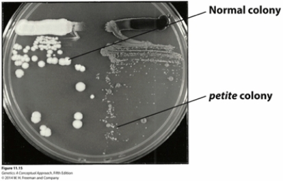 <strong>The petite mutations in S. cerevisiae, was discovered by Boris Ephrussi and his colleagues in the late 1940s, result in much smaller colony size, reflecting the defect in the cellular growth rate (Figure 11.15). Most petite mutations are known to occur on mitochondrial DNA. Which of the following statements offer a logical explanation of the petite phenotype? Select all that apply. (Photo credit: [From Xin Jie Chen and G. Desmond Clark-Walker, Genetics 144: 1445-1454, Fig 1, 1996. © Genetics Society of America. Courtesy of Xin Jie Chen, Department of Biochemistry and Molecular Biology, SUNY Upstate Medical University.])  </strong> A) The defect in the cellular growth comes from an inability to generate enough ATP. B) The growth defect is known to come from having excessive copies of mitochondria, resulting in toxicity from excess ATP. C) The mutations on the mtDNA can result in deficiency of the enzymes involved in aerobic respiration. D) They have no means to make any ATP because of mtDNA defects that affect the normal mitochondrial functions. E) The petite mutants only have to rely on anaerobic processes such as fermentation and glycolysis. <div style=padding-top: 35px> 