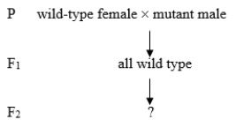 A new Drosophila phenotype is investigated with a series of crosses. P (parental) organisms are true-breeding. The following is the first cross: Predict the F<sub>2</sub> results if the allele that causes the mutant phenotype is X-linked recessive. Then predict the results if the allele causing the mutant phenotype is mitochondrial.