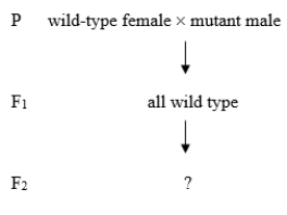 A new Drosophila phenotype is investigated with a series of crosses. P (parental) organisms are true-breeding. The following is the first cross: A reciprocal cross to the one just shown is performed. Predict the results in the F<sub>1</sub> and F<sub>2</sub> generations if the mutant phenotype is X-linked recessive. Then predict the results if the allele causing the phenotype is mitochondrial.