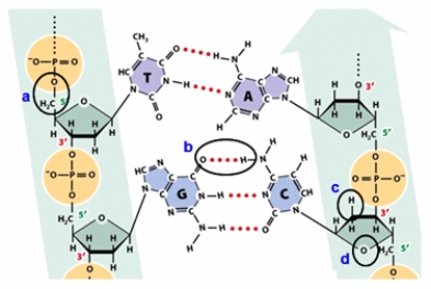 Which circle shows a bond that would also be found in an RNA transcribed from one strand of this DNA?