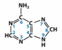 <strong>Which term CORRECTLY describes the molecule below?  </strong> A) thymine base B) purine base C) pyrimidine base D) nucleotide E) amino acid <div style=padding-top: 35px> 
