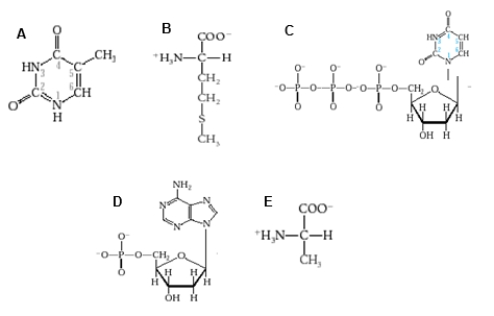 <strong>Which diagram shows a nucleotide with a purine base?  </strong> A) diagram A B) diagram B C) diagram C D) diagram D E) diagram E <div style=padding-top: 35px> 