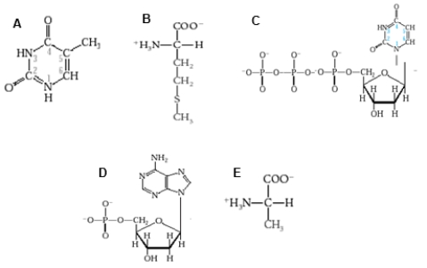 <strong>Which diagram shows a nucleotide as it would appear in DNA?  </strong> A) diagram A B) diagram B C) diagram C D) diagram D E) diagram E <div style=padding-top: 35px> 