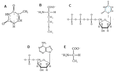 <strong>Which diagram shows a nucleotide that would be used to make RNA?  </strong> A) diagram A B) diagram B C) none of these diagrams D) diagram D E) diagram E <div style=padding-top: 35px> 