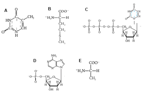 <strong>Which figure shows one of the amino acids that was key to distinguishing DNA from protein in the Hershey and Chase experiment?  </strong> A) diagram A B) diagram B C) diagram C D) diagram D E) diagram E <div style=padding-top: 35px> 