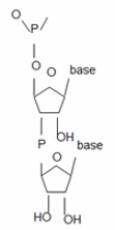 List at least four errors in this drawing of two deoxyribonucleotides in a phosphodiester bond.  <div style=padding-top: 35px> 