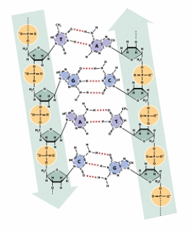 In the diagram of a DNA molecule below, label the 5' and 3' ends of each strand; label a hydrogen bond; label a phosphodiester bond; label a purine; label a pyrimidine; label a deoxyribose sugar.  <div style=padding-top: 35px> 