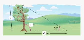 Because of prevailing winds, a tree grew so that it was leaning 6° from the vertical.At a point 43 meters from the tree, the angle of elevation to the top of the tree is 30° (see figure).Find the height a of the tree. c = 43 m B = 96° (Round your answer to two decimal places.)
