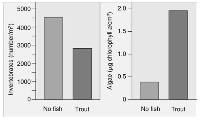 The following figure shows studies in a stream where enclosures were set up either with trout or with no trout.Which statement is a correct interpretation of the graph about trout, invertebrates, and algae?
