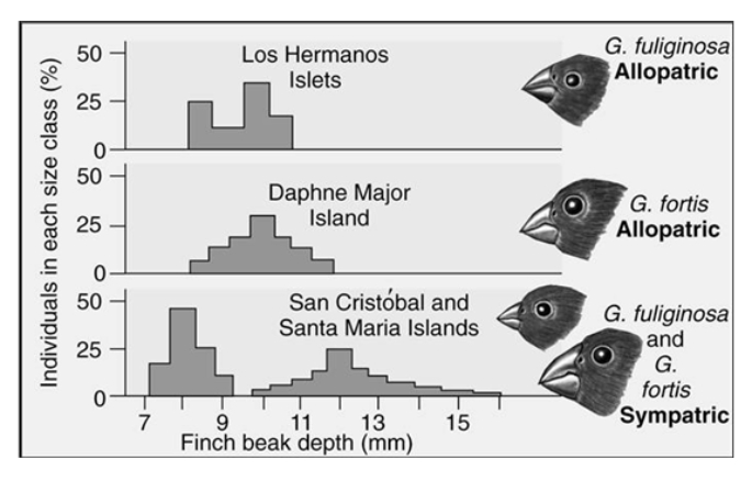 Two of Darwin's finches display a character displacement when they occur as sympatric species.Which of the statements correctly interprets the graph?