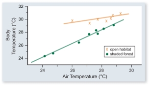 <strong>The figure included shows the body temperature of lizards versus air temperature in two different habitats-open and shaded forest.Which one of the following conclusions is best supported by these data. </strong> A)Lizards are more active in open habitats. B)Lizards sunbathe more in open habitats. C)Lizards in shaded forest habitats eat more to maintain their temperature. D)The body temperature of lizards is more constant in open than in shaded forest habitats.