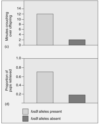 <strong>Which of the following is an appropriate interpretation for these graphs? Maternal care (as measured by minutes crouching over offspring and proportion of pups retrieved) in female mice that have the fosB allele is</strong> A)less than the maternal care given by female mice without the fosB allele. B)greater than the maternal care given by female mice without the fosB allele. C)the same as the maternal care given by female mice without the fosB allele. D)less than the maternal care given by female mice without the fosB allele; however, the graphs depict only minor differences, which are most likely not significant.