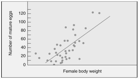 <strong>Male Mormon crickets choose larger females as their mates.Which of the following statements best interprets the graph? </strong> A)Larger females live longer and thus produce more eggs. B)Larger females are capable of storing sperm. C)Larger females reproduce earlier than smaller females. D)Larger females lay more eggs.