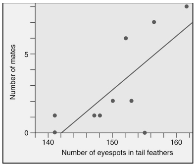 Pea fowl (peacocks and peahens) show sexual dimorphism -- males have long blue-green tail feathers with eyespots, while females have short brown tail feathers.Which statement best describes the graphed data about peacocks?