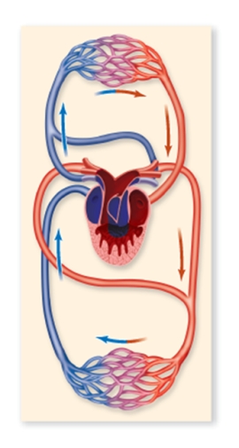 <strong>Which animal is likely to have the circulatory pattern shown in the figure? </strong> A)frog B)mammal C)bird D)fish