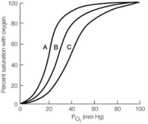 <strong> In the above graph, curve _______ is most likely the oxygen-binding curve for normal adult human hemoglobin, curve _______ is most likely that of llama hemoglobin (from a llama population that has lived in the mountains of Peru for thousands of years), and curve _______ is most likely that of myoglobin.</strong> A)B, C, A B)C, B, A C)A, B, C D)B, A, C