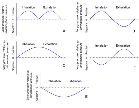 <strong>What would a graph of internal lung pressure compared to atmospheric pressure look like during one inhalation/exhalation cycle in a frog? </strong> A)A B)B C)C D)D