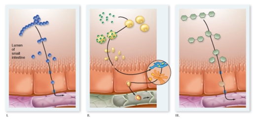 Which process in the diagram would occur the most after eating a fatty meal of french fries and ice cream?