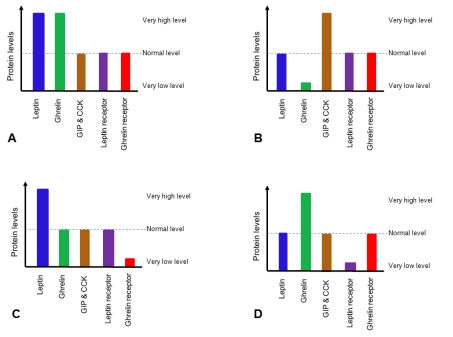 <strong> Dr.Jones has just discovered that a patient who suffers from extreme obesity has abnormal levels of two different classes of proteins that regulate appetite.Select the most-likely protein profile for this patient from the above diagram.</strong> A)A B)B C)C D)D