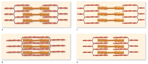 According to the figure, which one represents the muscle in an optimal condition for a strong contraction?