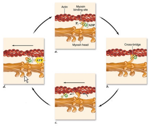 <strong>In the power stroke shown in panel c below, the thin filaments are pulled towards the center of the sarcomere.What is the specific sequence of events that occurs during a power stroke?  </strong> A)Release of the phosphate group -> release of ADP -> myosin head changes shape B)Release of ADP-> release of the phosphate group -> myosin head changes shape C)Release of ADP -> myosin head changes shape -> release of the phosphate group D)Release of the phosphate group -> myosin head changes shape -> release of ADP <div style=padding-top: 35px> 
