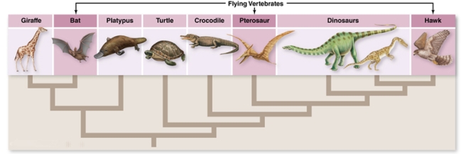 Based on the above diagram and other information from your text, what is the most likely (e.g., most parsimonious) explanation for the evolution of flight in vertebrates?