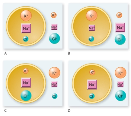 Which diagram correctly illustrates the distribution of ions in a resting neuron? (Note: A larger symbol indicates a higher concentration of that ion.)