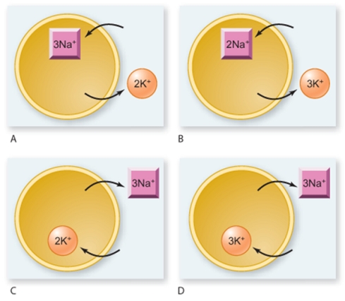 Which figure correctly illustrates the mechanism of action of the sodium-potassium pump?