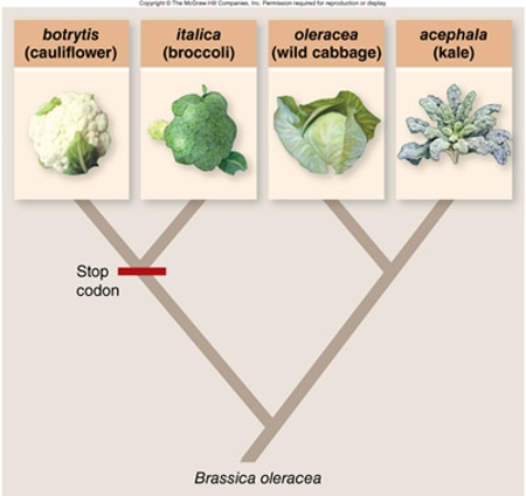 (Note the phylogeny is drawn with diagonal branches rather than the rectangular branches seen in the text.) If the stop codon in the Brassica plant CAL gene appeared in the cauliflower lineage after broccoli and cauliflower had diverged from each other, it would be expected that