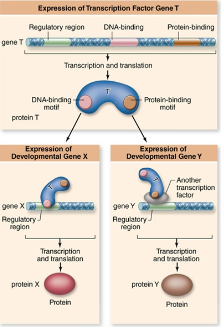 A mutation in the transcription factor protein shown, protein T, disrupts the function of its DNA-binding motif.The most likely result of this mutation would be that