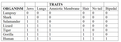 <strong>Choose the true statement about the morphological data in the chart shown below.The 1 in the box means the trait is present and the 0 indicates that the trait is absent.(Note: All of the characteristics across the top of the columns are considered TRAITS for purposes of reading the chart.). </strong> A)All organisms in this chart share all of the derived characteristics. B)Only the gorilla and humans share all of the derived characteristics. C)The lamprey is the only outgroup since it has none of the derived characteristics. D)The salamander and the tiger together are the outgroup because they only share two of the derived characteristics (jaws and lungs).