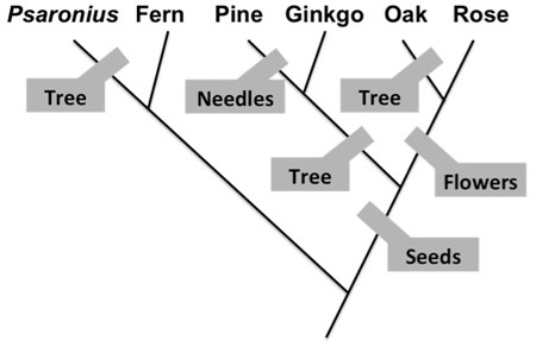 <strong> Based on the phylogeny shown, which characteristic is homoplastic?</strong> A)tree B)needles C)flowers D)seeds