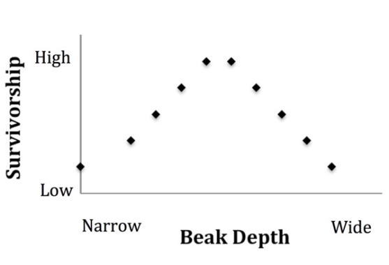 <strong>The figure below shows the relationship between beak depth in the medium ground finch on Daphne Major and relative fitness.Assuming that beak depth is heritable, what do you predict about beak depth in the next generation? </strong> A)Mean beak depth will decrease. B)Mean beak depth will increase. C)Mean beak depth will stay about the same. D)Mean beak depth in the next generation cannot be predicted using this data.