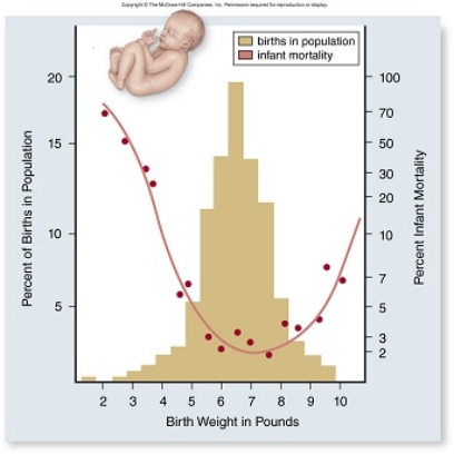 <strong> In the graph above, which baby characteristics would explain the percent infant mortality curve and any subsequent effects on fitness?</strong> A)The smaller the baby the better the chance of survival. B)The baby needs to be small enough to survive after birth, but large enough for a safe delivery. C)The baby needs to be large enough to survive after birth, but small enough for a safe delivery. D)There is no correlation between birth weight and survival.